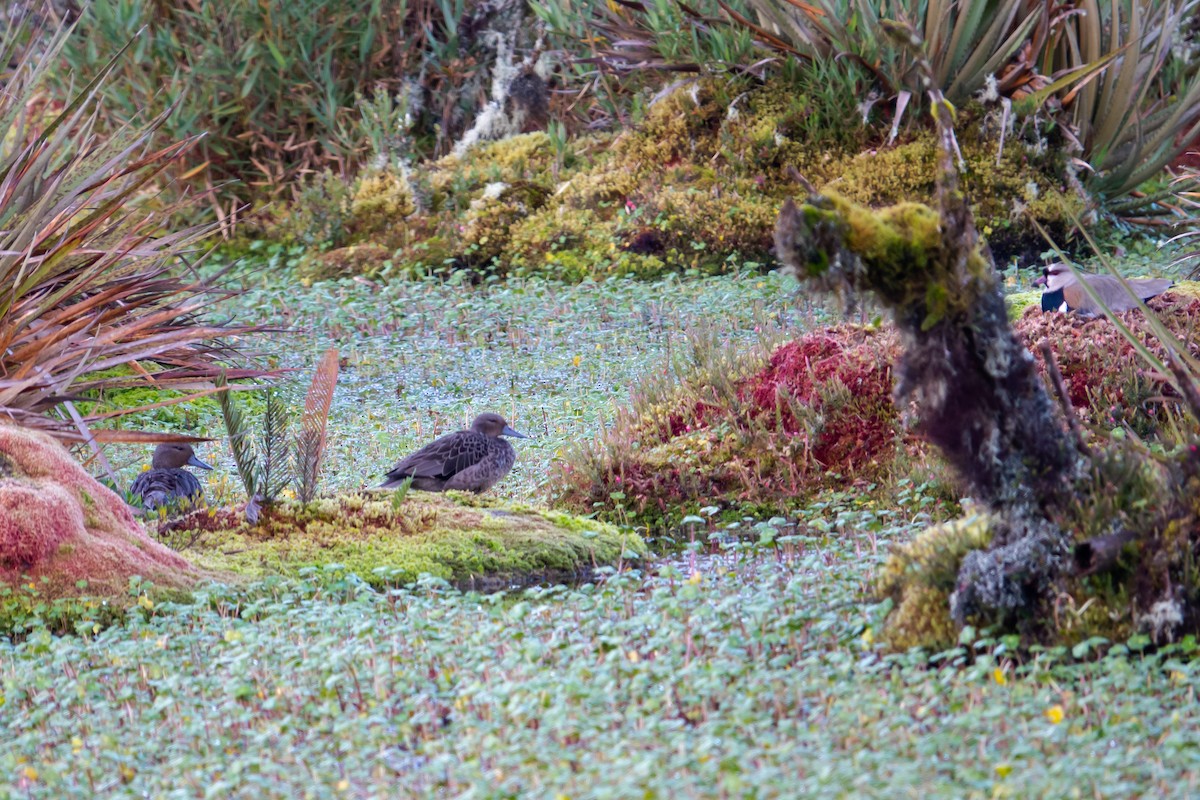 Andean Teal - Steven Rodríguez