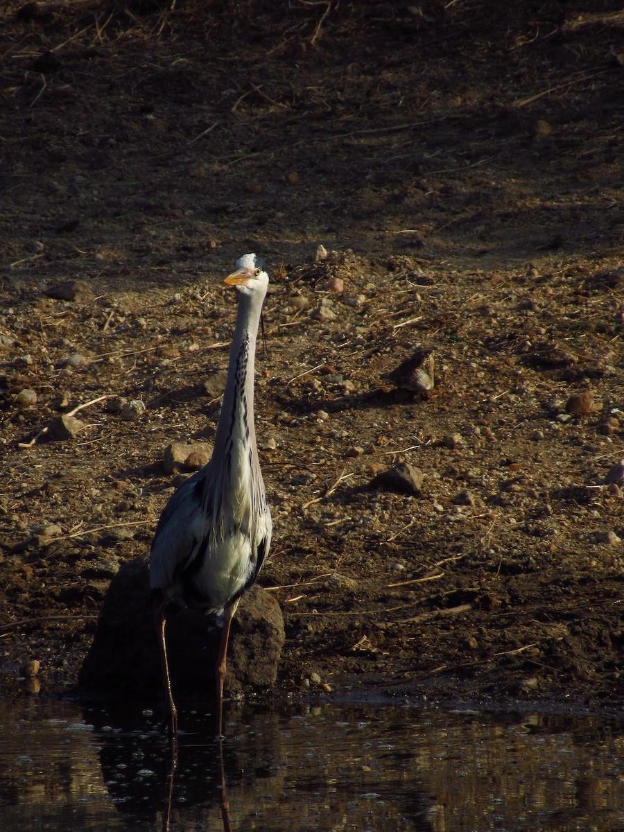 Gray Heron - Eric Ray