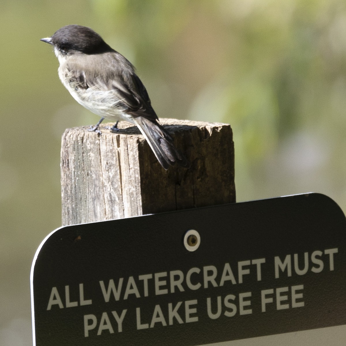 Least Flycatcher - Jim Tolbert