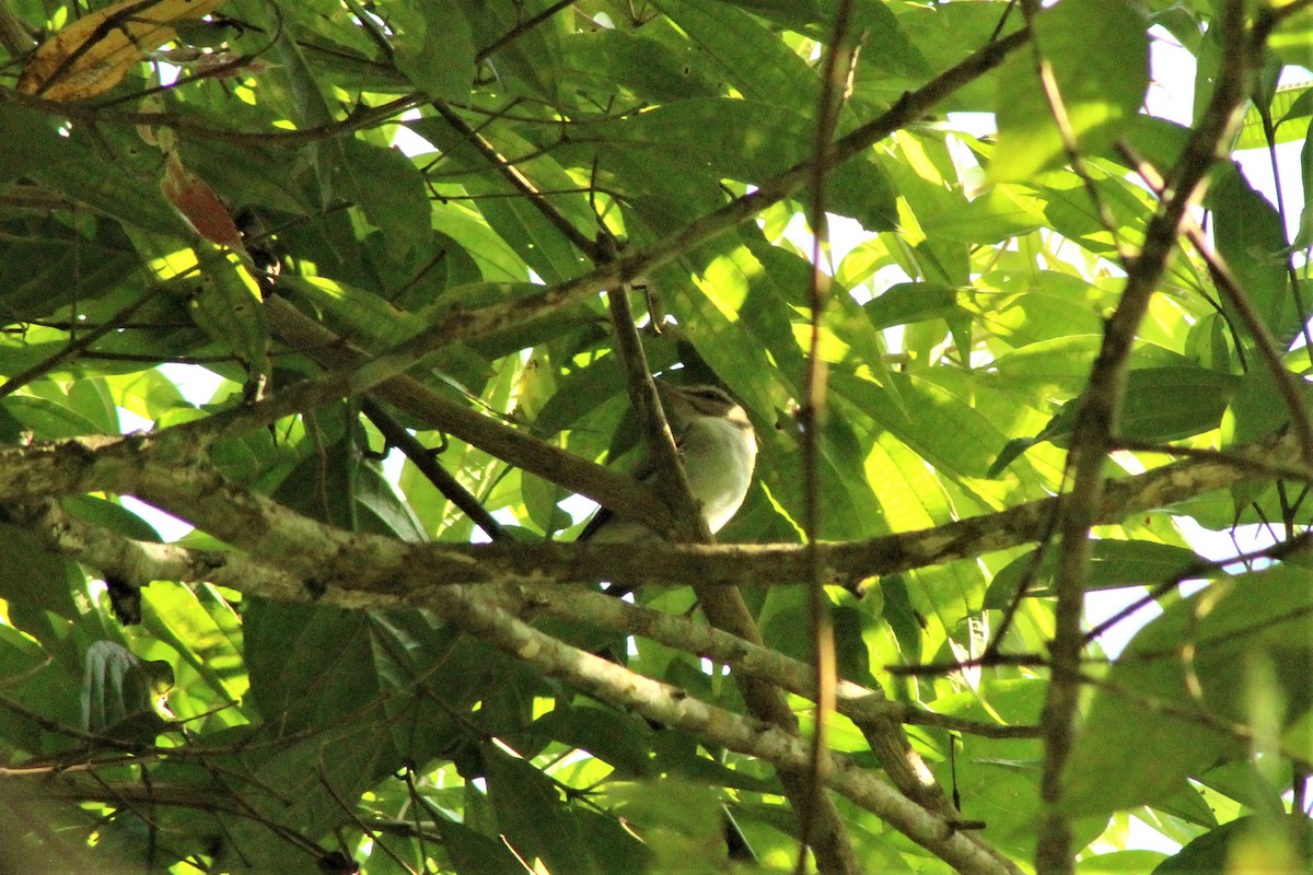 Black-whiskered Vireo - Daniel de Jesus Garcia León