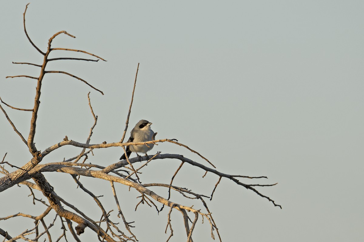 White-banded Tanager - ML622840699