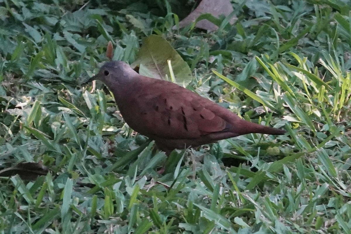 Ruddy Ground Dove - Chris McVittie