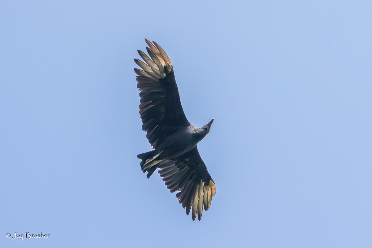 Black Vulture - Jay Brasher