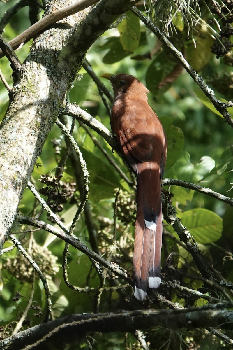 Squirrel Cuckoo - Chris McVittie