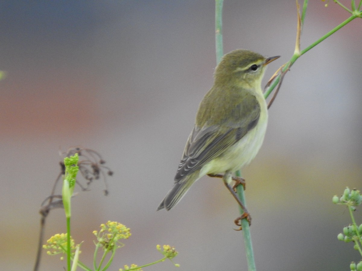 Willow Warbler - ML622840729