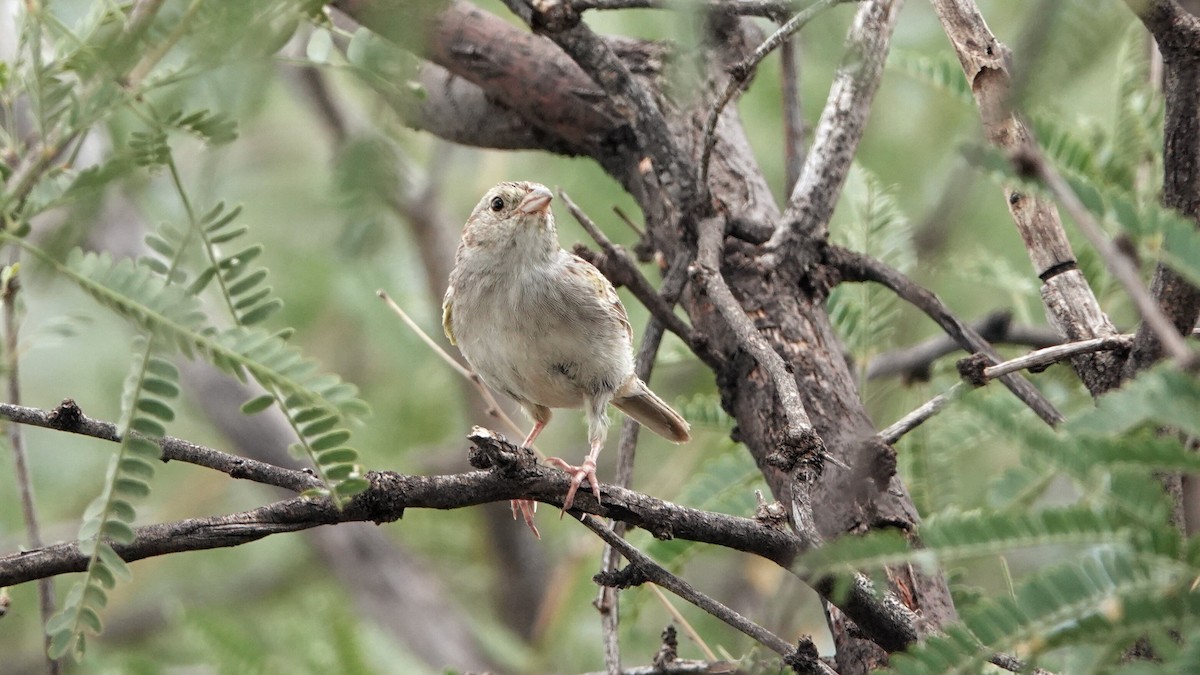 Cassin's Sparrow - ML622840748