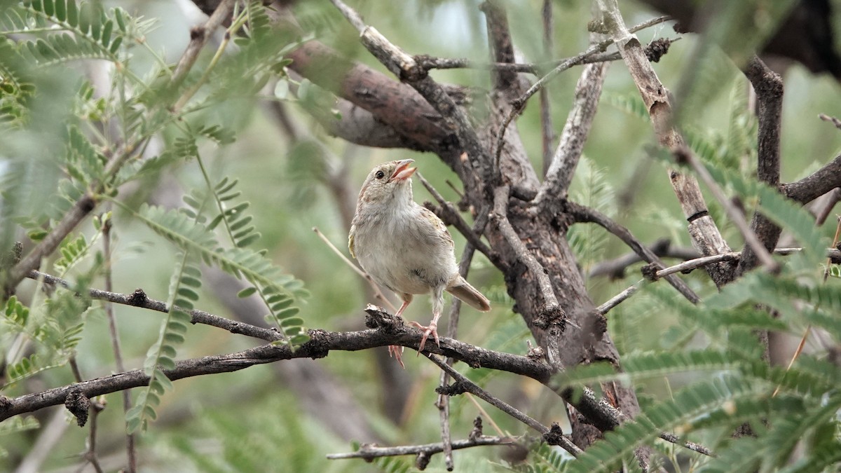 Cassin's Sparrow - ML622840750