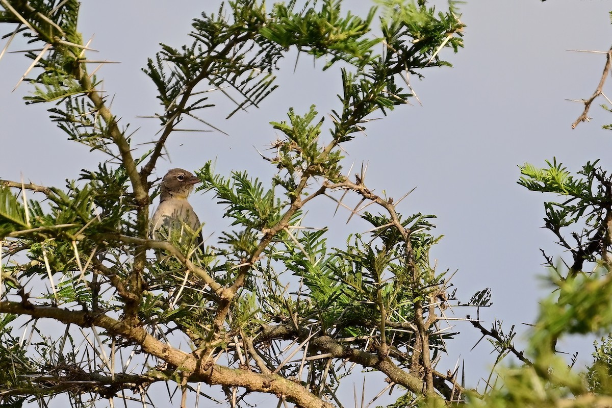 Yellow-spotted Bush Sparrow - ML622840812