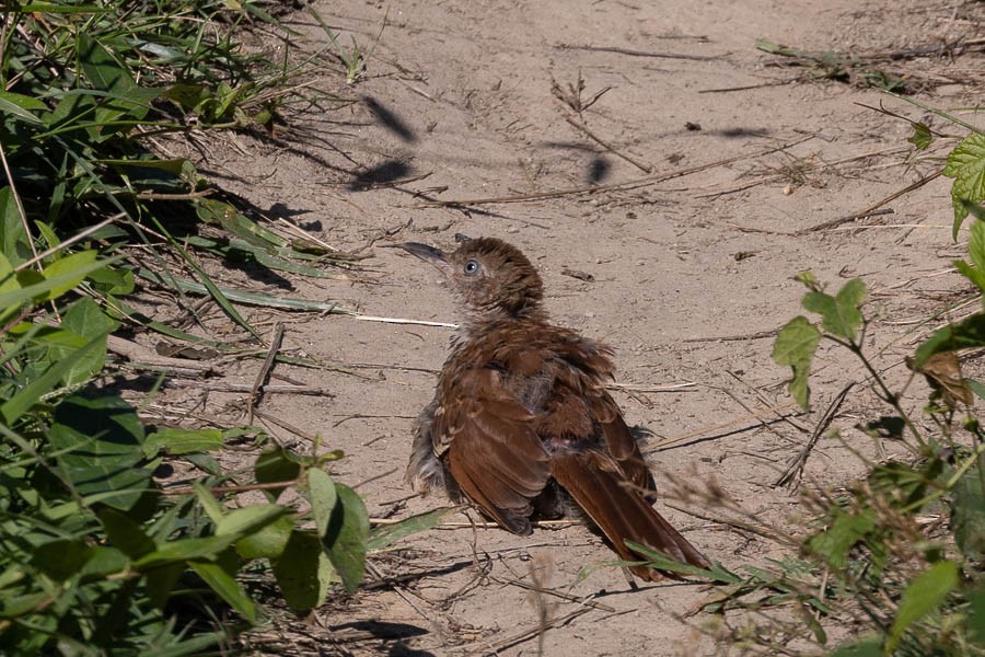 Brown Thrasher - ML622840820