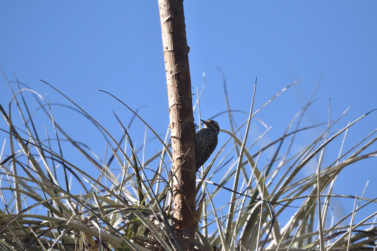 Striped Woodpecker - ML622840873