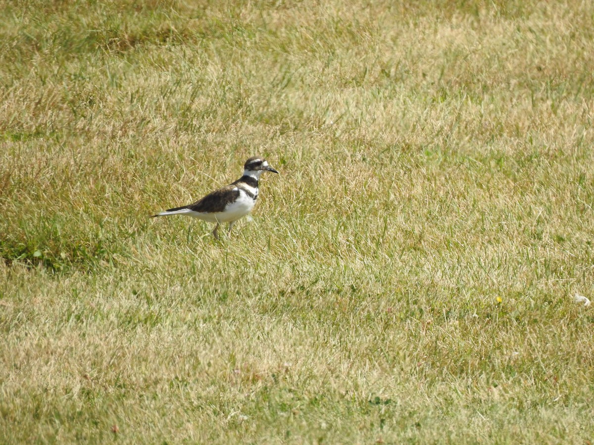 Killdeer - ML622840874