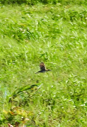 Yellow-breasted Crake - ML622840875