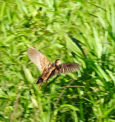 Yellow-breasted Crake - ML622840876