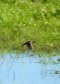 Yellow-breasted Crake - ML622840877