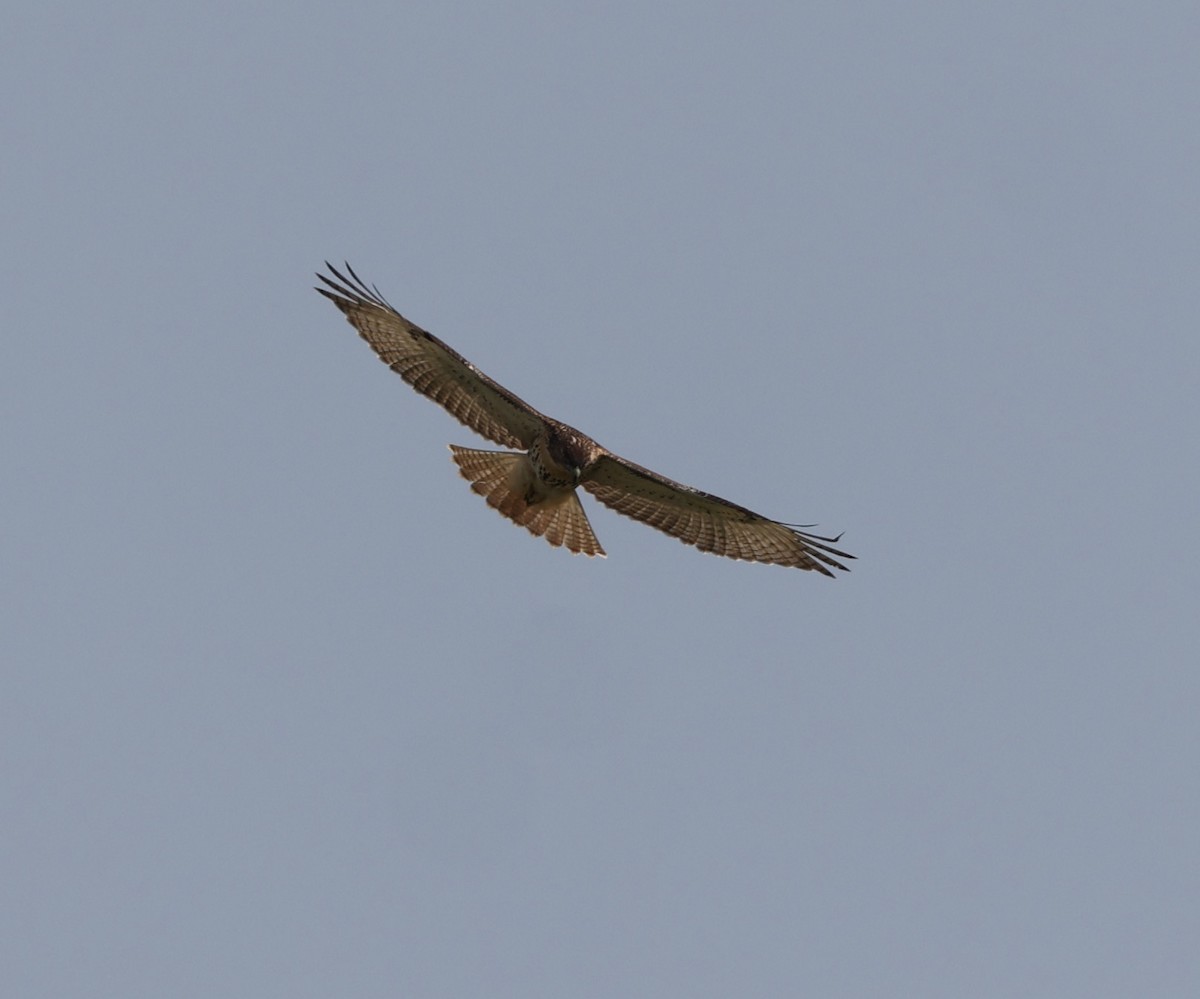 Red-tailed Hawk - E J