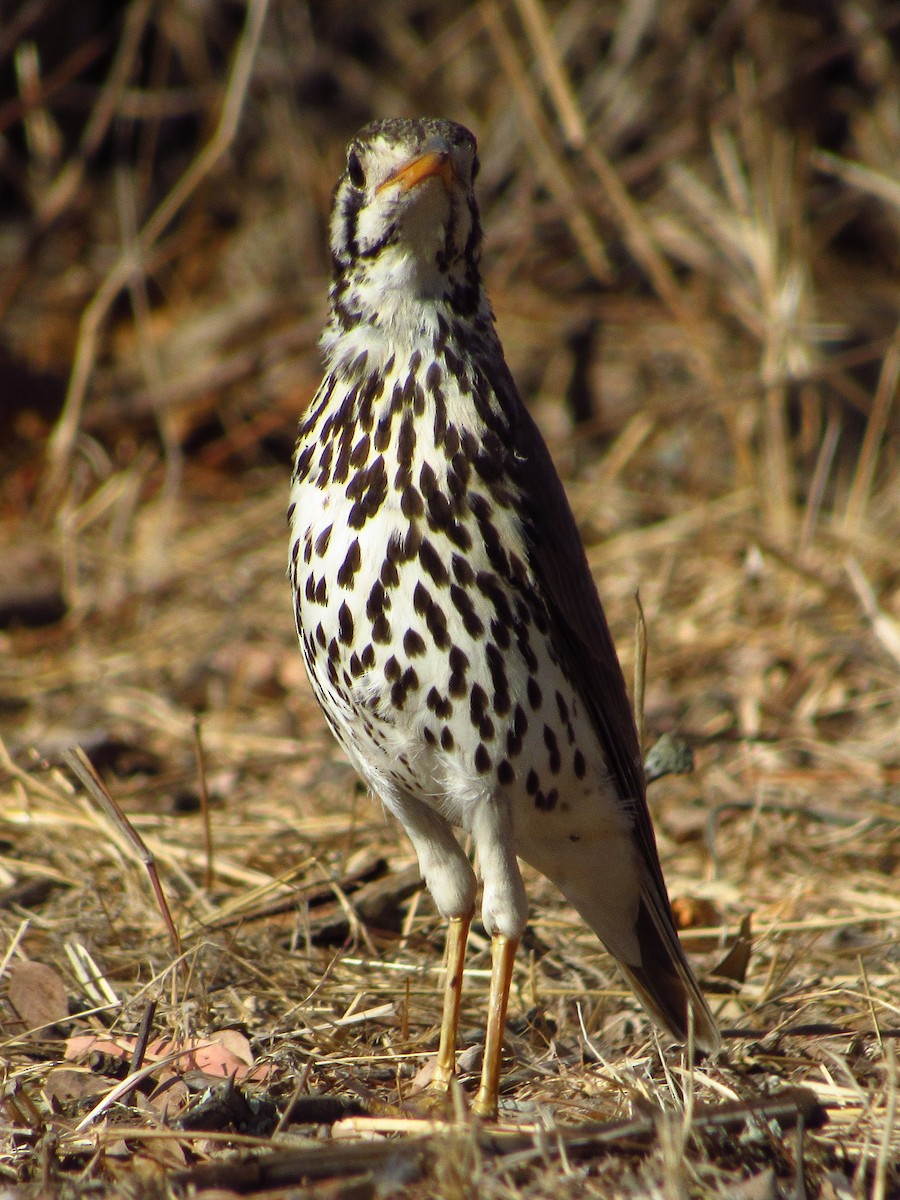 Groundscraper Thrush - ML622841202