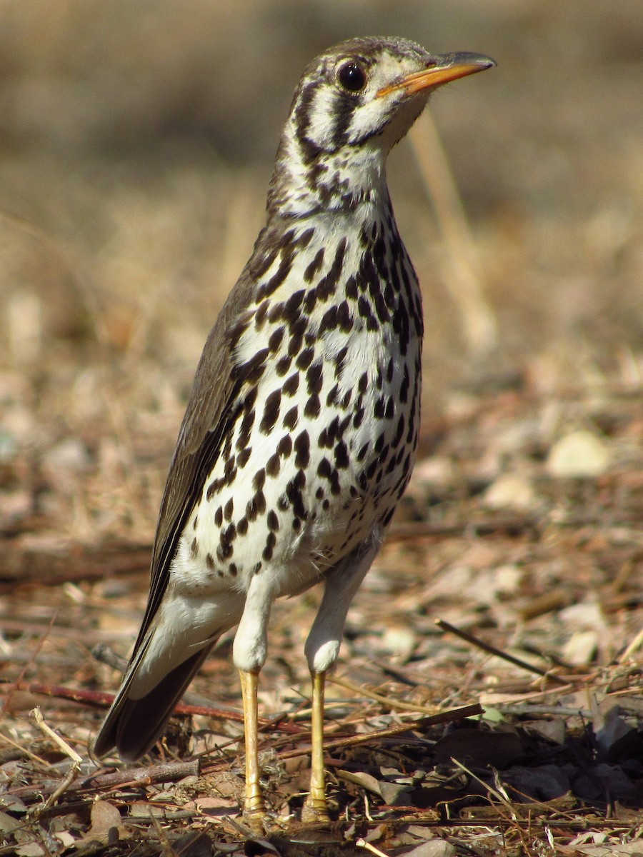 Groundscraper Thrush - ML622841203