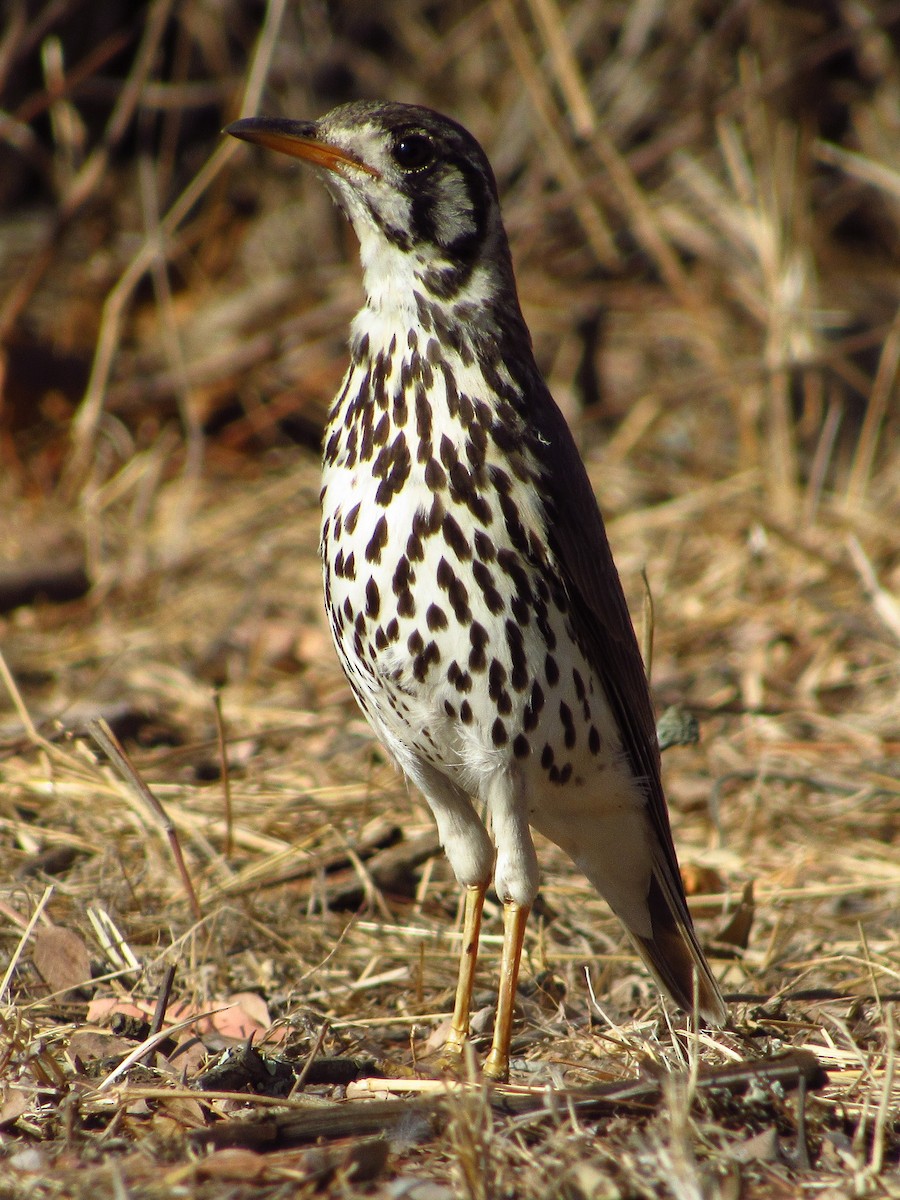 Groundscraper Thrush - ML622841204