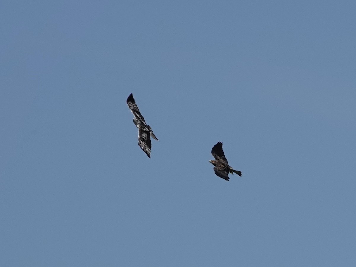 Swainson's Hawk - ML622841223