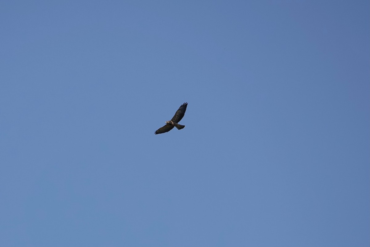 Swainson's Hawk - ML622841224