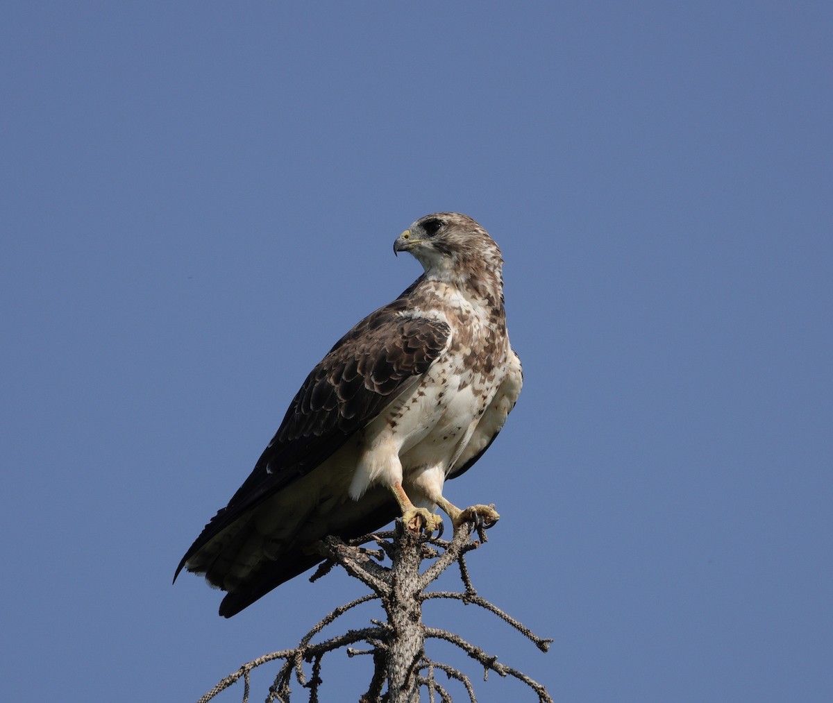 Swainson's Hawk - ML622841247