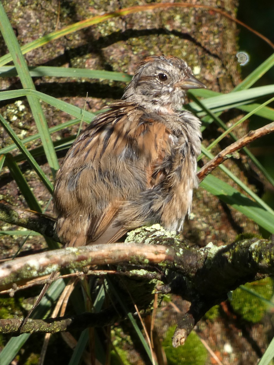 Swamp Sparrow - ML622841253