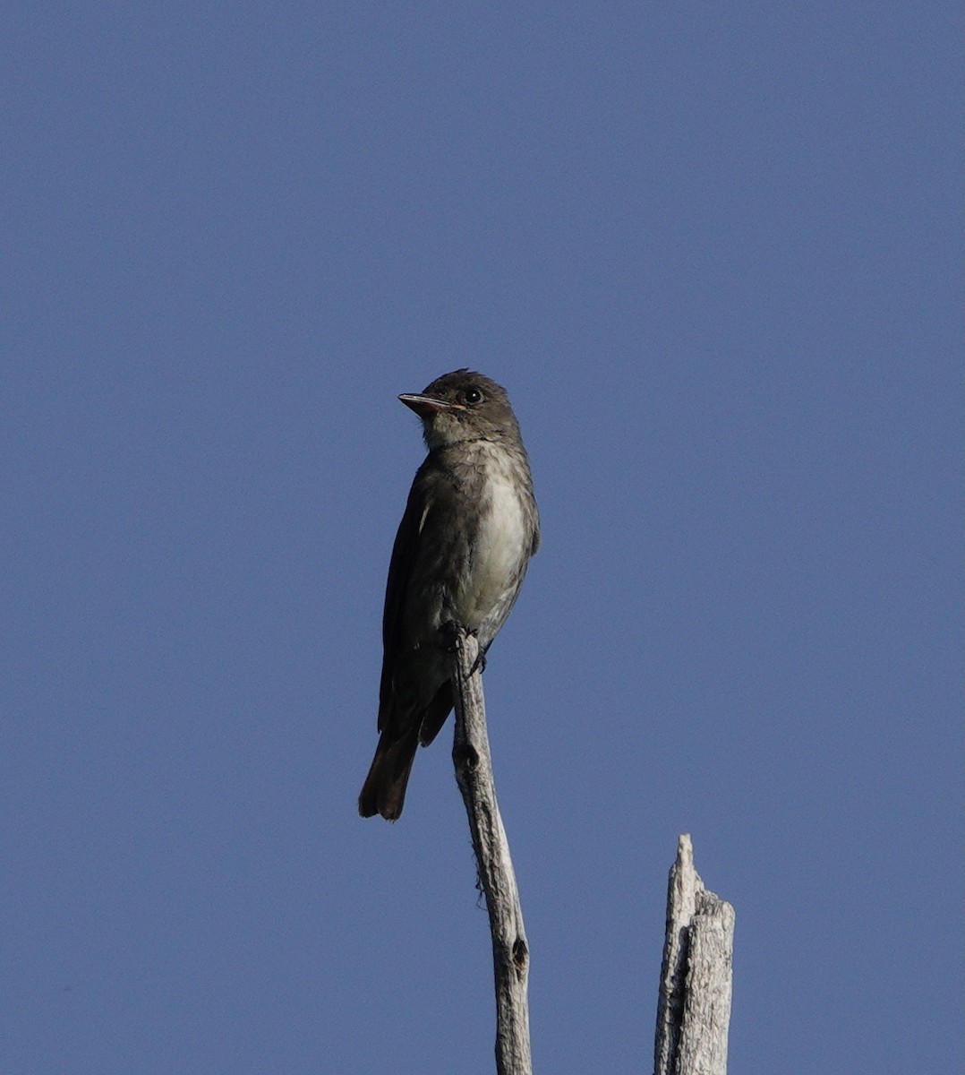 Olive-sided Flycatcher - ML622841255