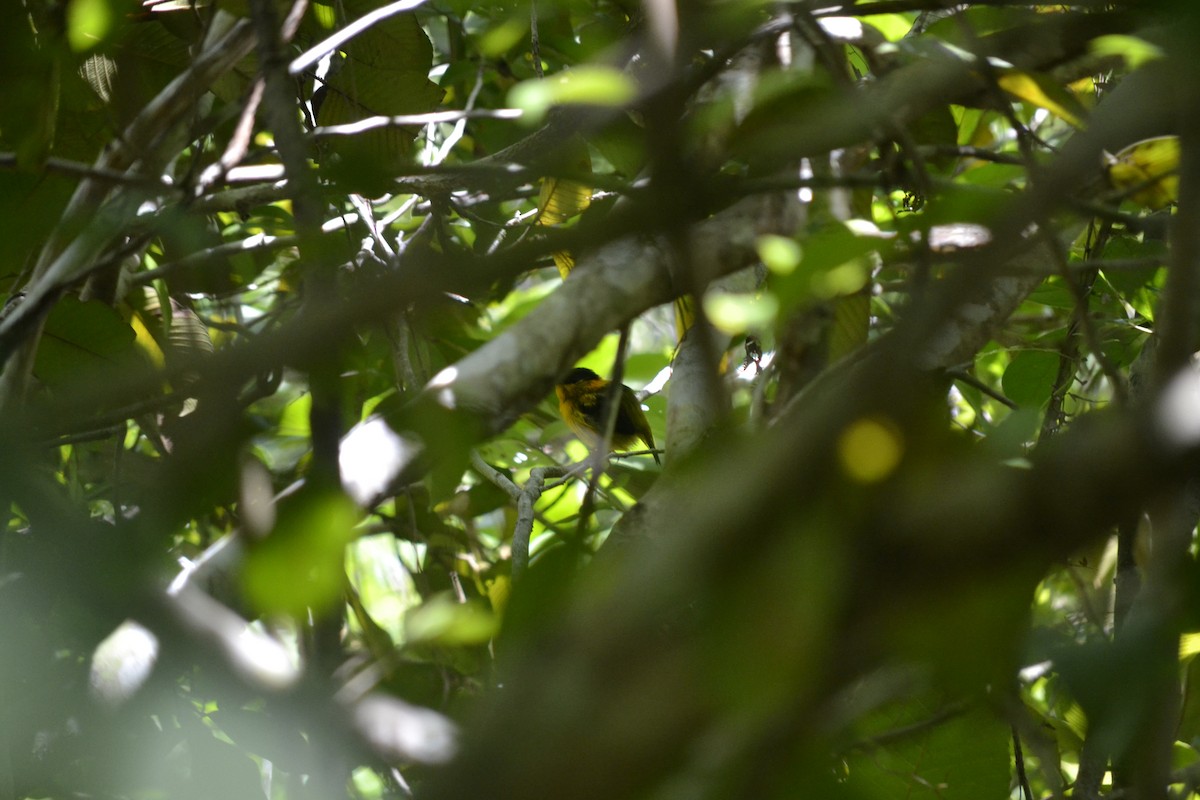 Orange-collared Manakin - ML622841260