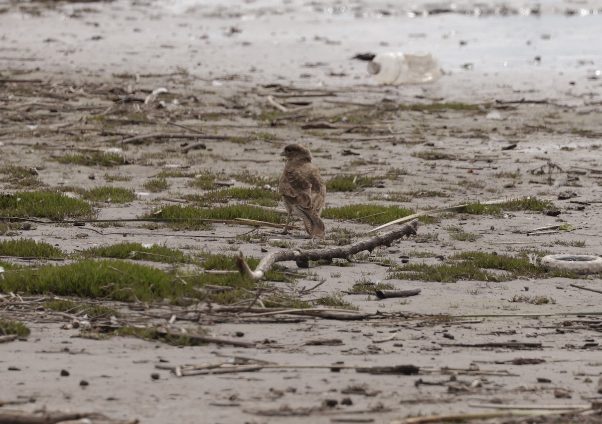 Caracara Chimango - ML622841357