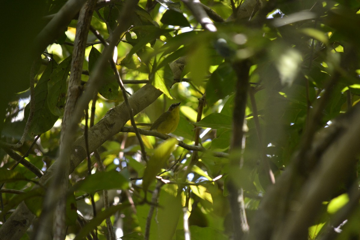 Chestnut-capped Warbler - ML622841358