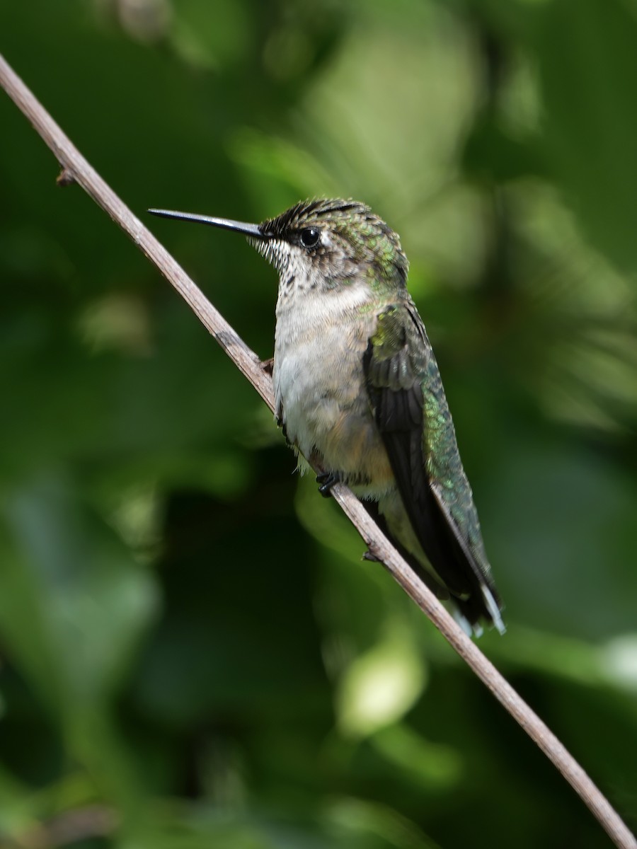 Colibri à gorge rubis - ML622841456