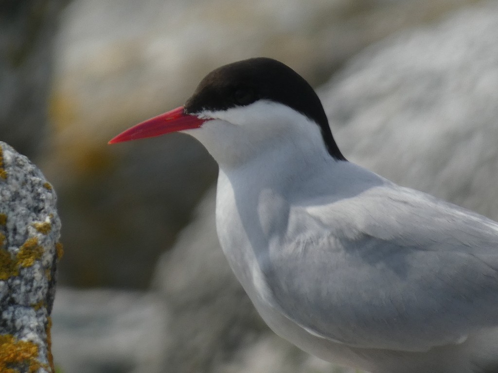 Arctic Tern - ML622841470