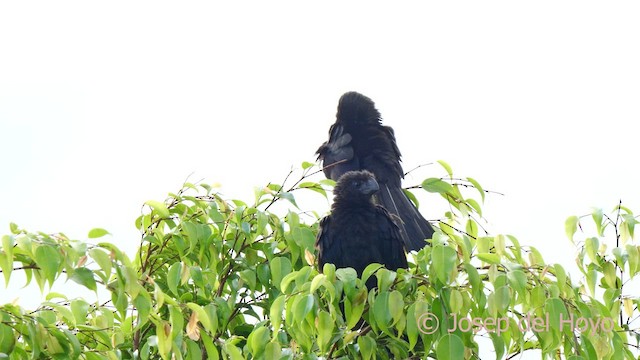 Smooth-billed Ani - ML622841555
