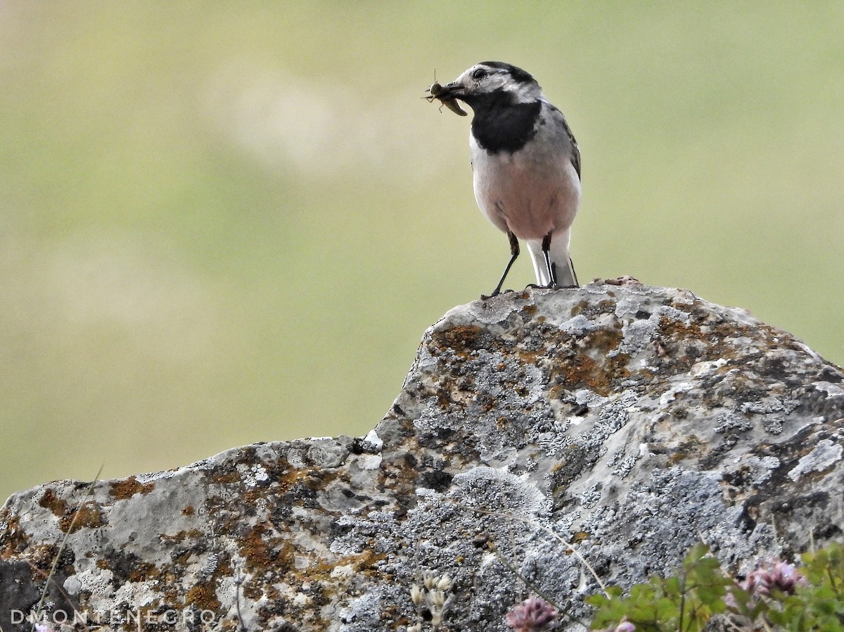 White Wagtail - ML622841591