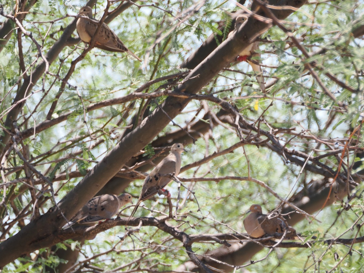 Mourning Dove - Isa Dav