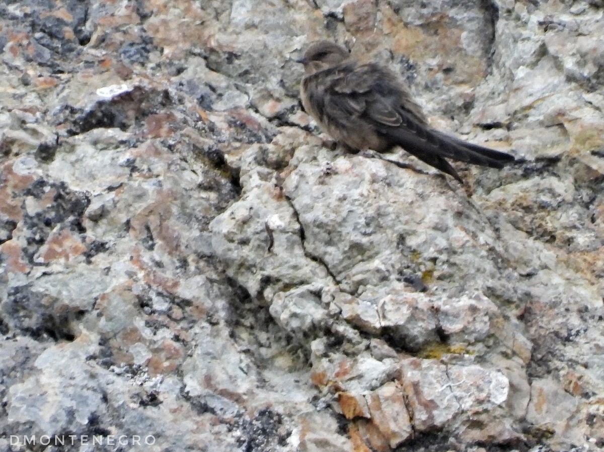 Eurasian Crag-Martin - ML622841634