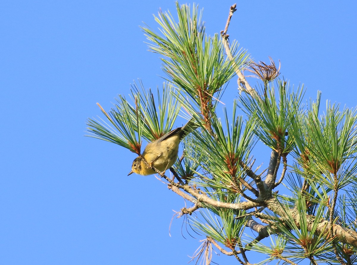 Pine Warbler - Robert Dixon