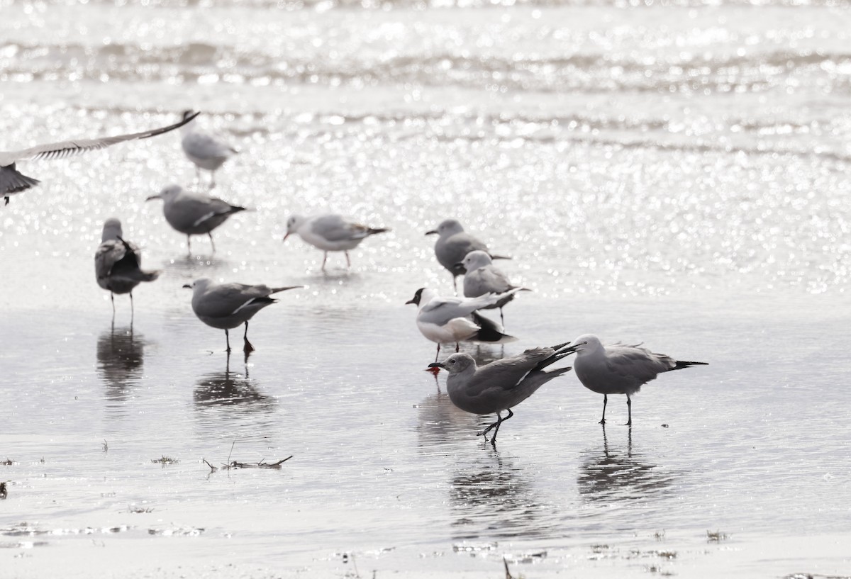 Gaviota Garuma - ML622841656