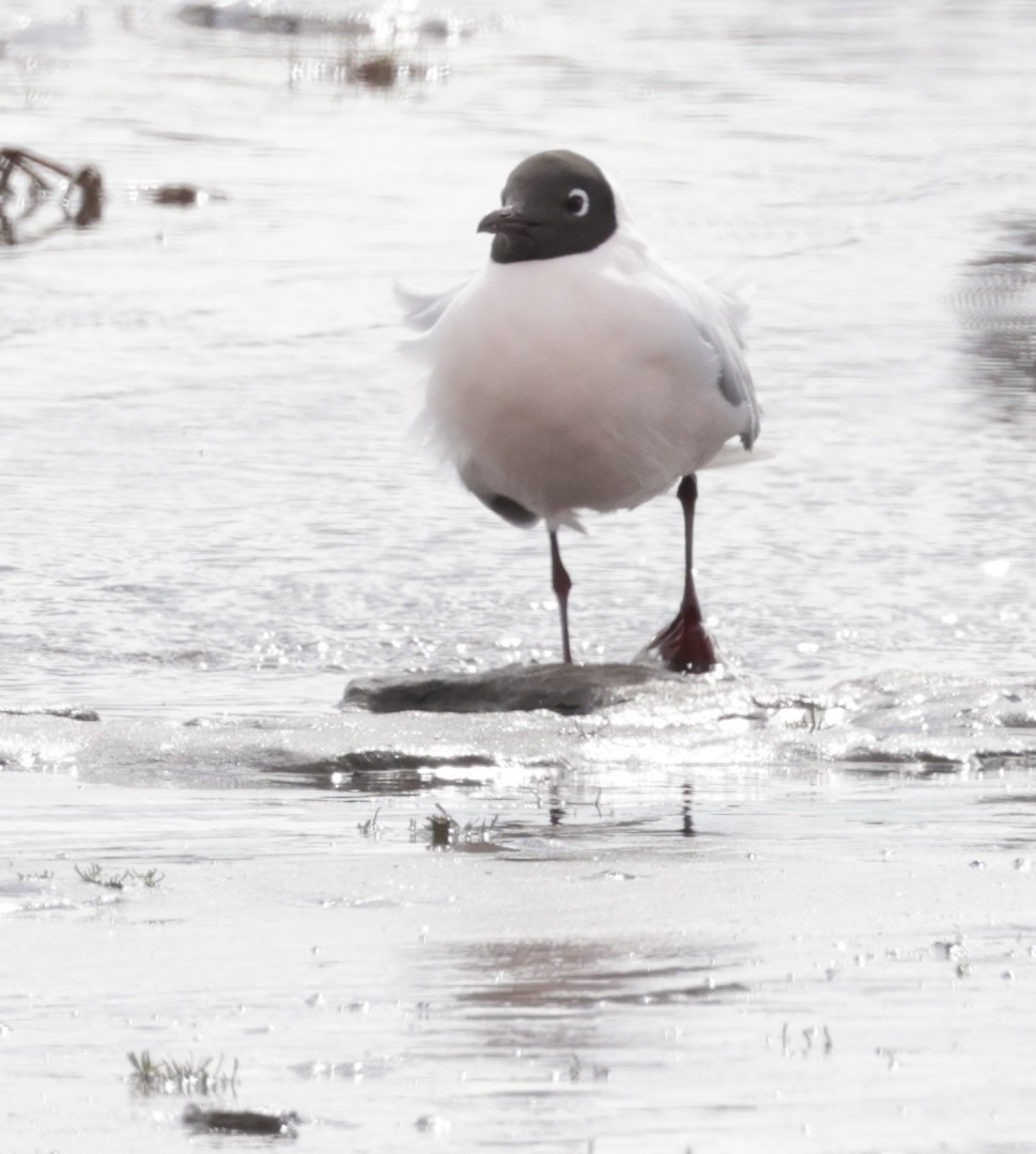 Gaviota Cahuil - ML622841675