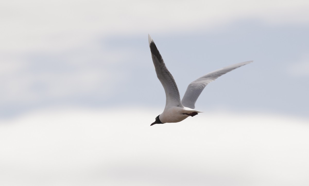 Brown-hooded Gull - Pelin Karaca