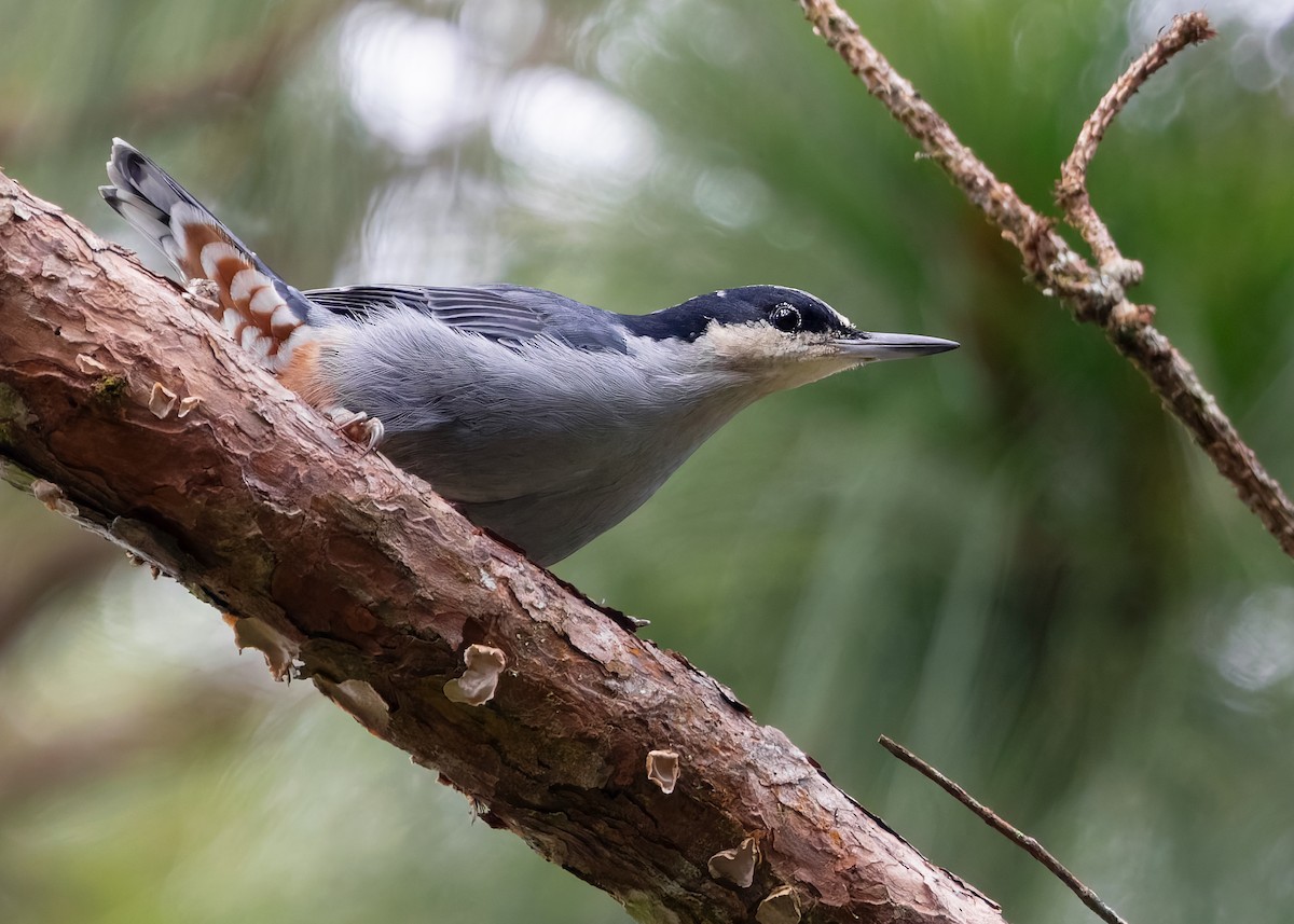 Giant Nuthatch - ML622841708