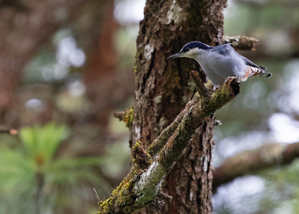 Giant Nuthatch - ML622841709