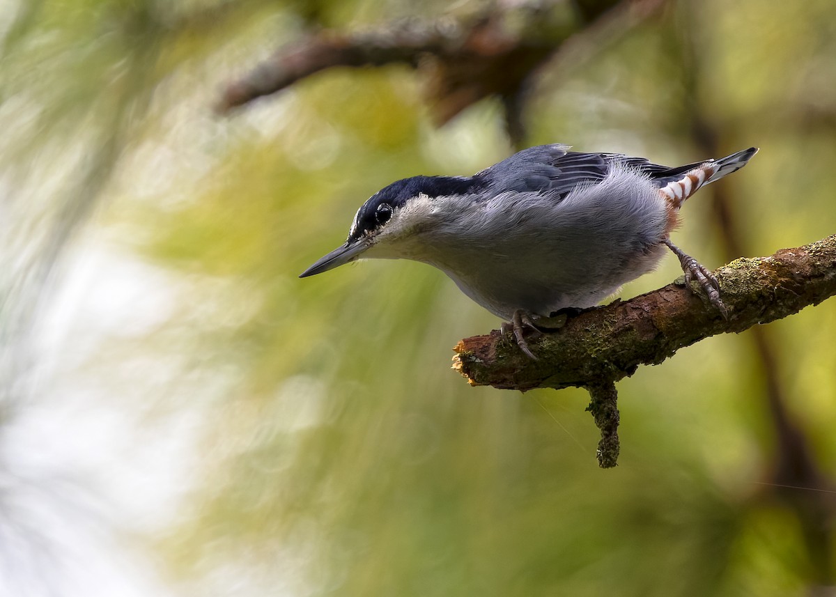 Giant Nuthatch - ML622841711