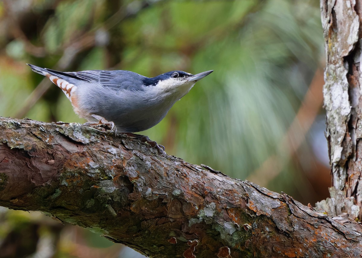 Giant Nuthatch - Ayuwat Jearwattanakanok