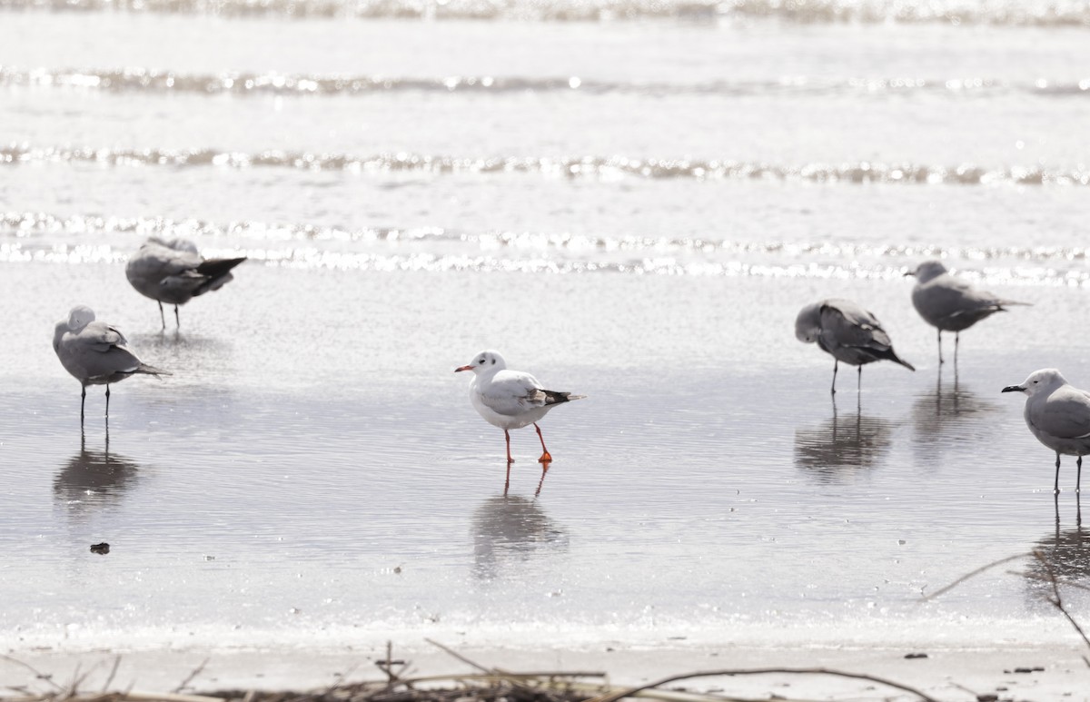 Gaviota Cahuil - ML622841748