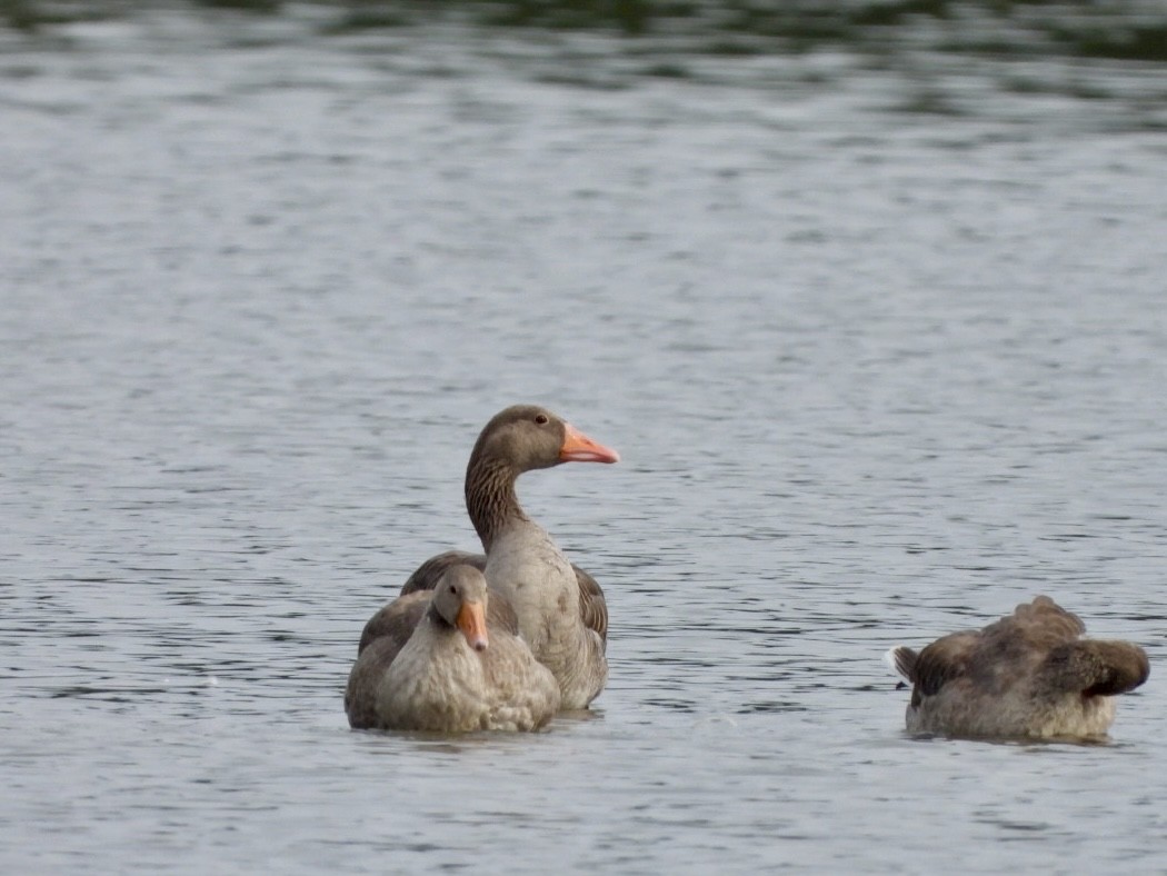 Graylag Goose - ML622841752