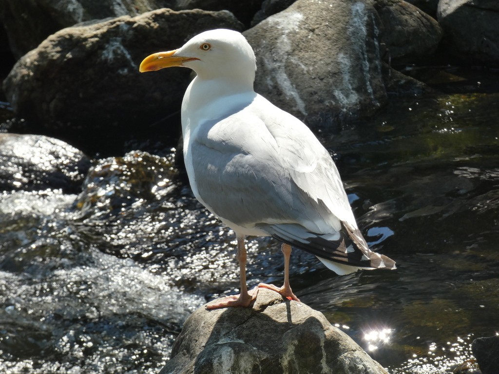 Herring Gull (American) - ML622841861