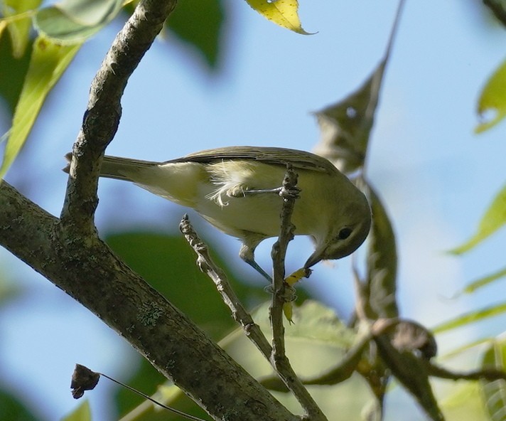 Warbling Vireo - ML622841928