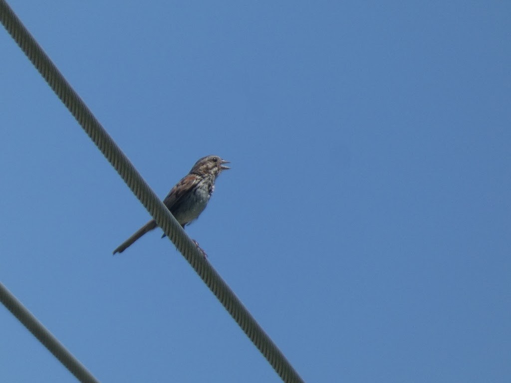 Song Sparrow (melodia/atlantica) - ML622841929