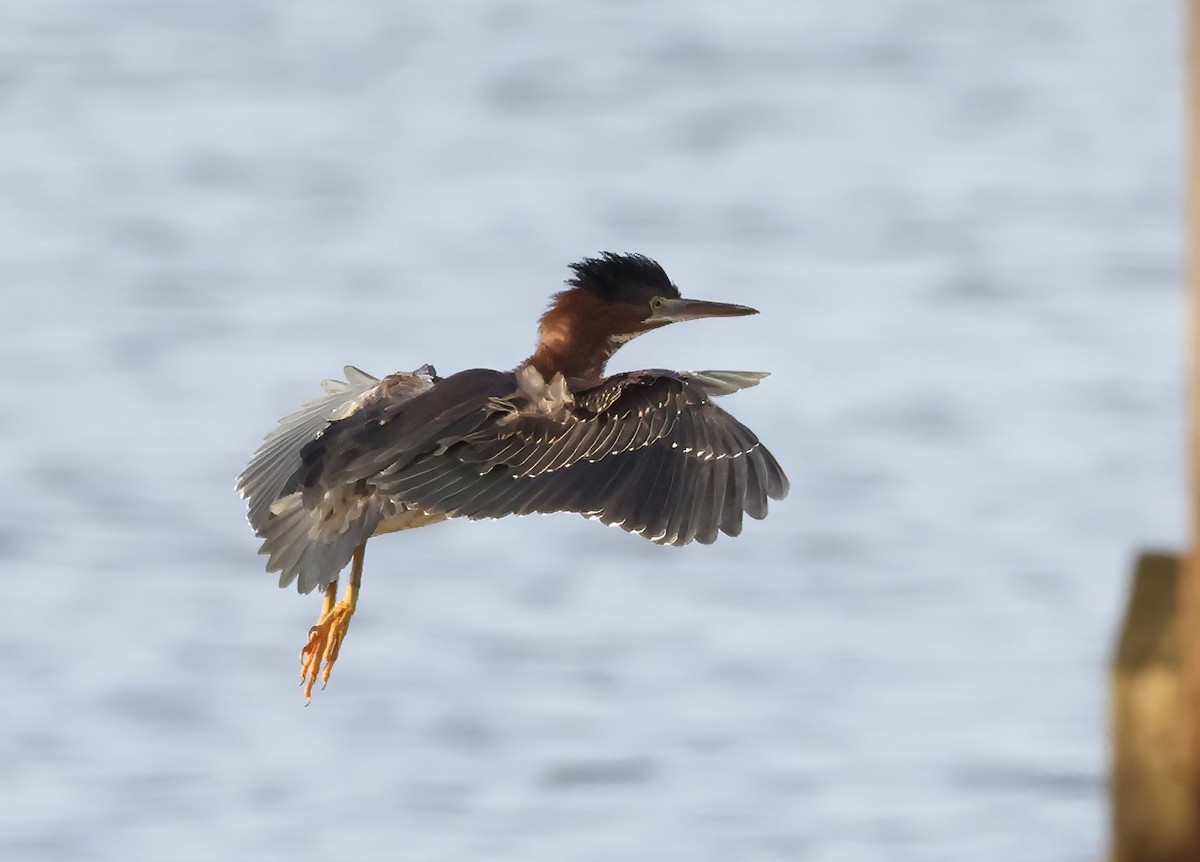 Green Heron (virescens/bahamensis) - Jim Stasz